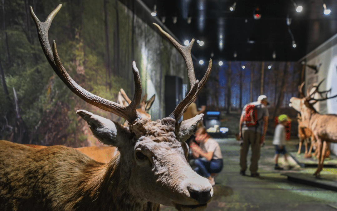 Das Naturmuseum Wallis entdecken