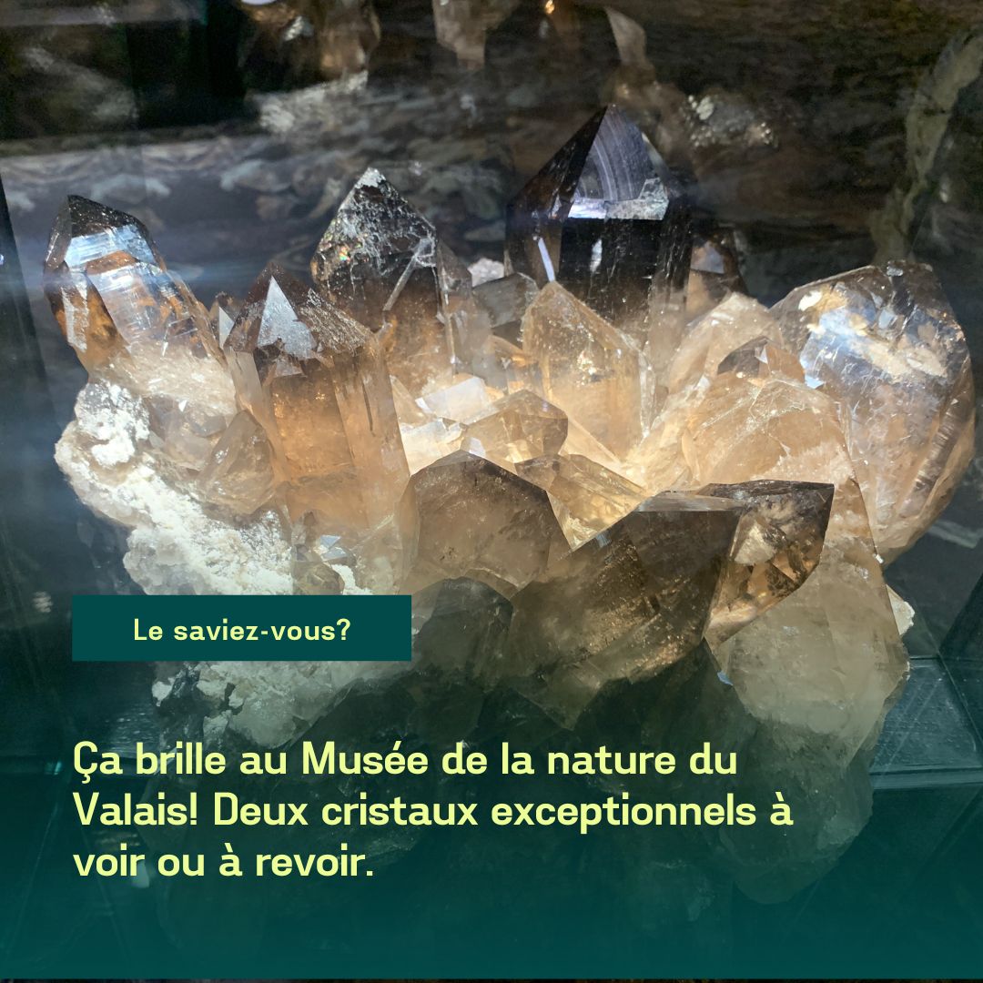 Le Musée de la nature du Valais a fait, en 2023, l’acquisition de deux pièces minérales exceptionnelles : une fluorite découverte en 2015 près du glacier de Fiesch et un groupe de quartz fumés bruns récoltés en 2020 dans le val Ferret. Leur entrée dans les collections du musée rappelle l’importance du rôle de l’institution pour la collecte et la conservation du patrimoine naturel cantonal. Aujourd'hui, elles sont désormais visibles en tout temps au cœur de l'exposition permanente du musée. Leur histoire : Durant l’été 2015, deux passionnés de cristaux, Jacques Grandjean et Sébastien Fragnière, se donnent rendez-vous dans le Haut-Valais pour partir à la recherche des trésors enfouis au cœur des Alpes valaisannes. Au bout de plusieurs jours d’efforts et de persévérance, ces « chasseurs de cristaux » font une découverte extraordinaire au-dessus du glacier de Fiesch. Caché dans une faille, à l’abri des regards depuis des millions d’années, repose un groupe de cristaux de fluorite d’un vert intense. Jamais une découverte avec des minéraux d’une telle qualité n’avait été répertoriée en Suisse, ni même dans l’arc alpin. Cinq ans plus tard, Sébastien Fragnière accompagné de Justin Marquis, fait une découverte remarquable au Tour Noir, au-dessus de La Fouly, sur le versant suisse du massif du Mont-Blanc. Il s’agit cette fois d’un groupe de cristaux de quartz fumés d’une taille singulière d’un demi-mètre. Si des assemblages de cristaux de la même espèce sont connus ailleurs en Suisse, notamment dans le Haut-Valais, sa présence et sa taille sont exceptionnelles pour la région. #museesvalais #museedelanatureduvalais #cristaux #mineraux #museum @museumspass @culture.canton.vs