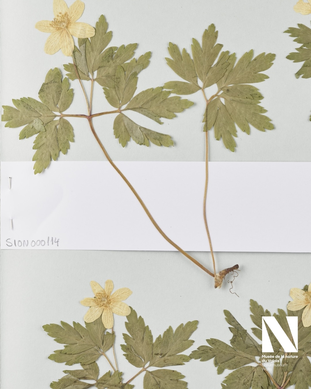 👉 Aujourd'hui : l'anemone nemorosa Vous l’aurez peut-être aperçue lors d’une promenade printanière en forêt. L’anémone des bois (Anemone nemorosa), forme des tapis dans les sous-bois. Elle se réveille tôt au printemps, pour profiter de la lumière lorsque les arbres ne sont pas encore en feuilles. En été elle se rendort, ne laissant que son rhizome niché dans l’humus. Celui-ci pousse tranquillement, de 2 à 3 cm par an. Ainsi, en plus de sa lumineuse beauté, l’anémone des bois est un bon bio-indicateur de l’ancienneté et de la naturalité de la forêt. Par contre, ne la savourez qu’avec les yeux, elle contient anémonines et proto-anémonines, qui sont toxiques et irritants ! ℹ️ Cette part d’herbier de Denis Coquoz a été récoltée à Miéville, Vernayaz, en 1920. Restauré et photographié dans le cadre du projet Swisscollnet, il sera disponible à la consultation dans son intégralité sur vallesiana.ch dès juin 2025. #museesvalais #museedelanatureduvalais #nature #herbier 📷 © Musées cantonaux du Valais, Sion. Photo Conservatoire et Jardin Botanique de Genève, Chambésy (GE)