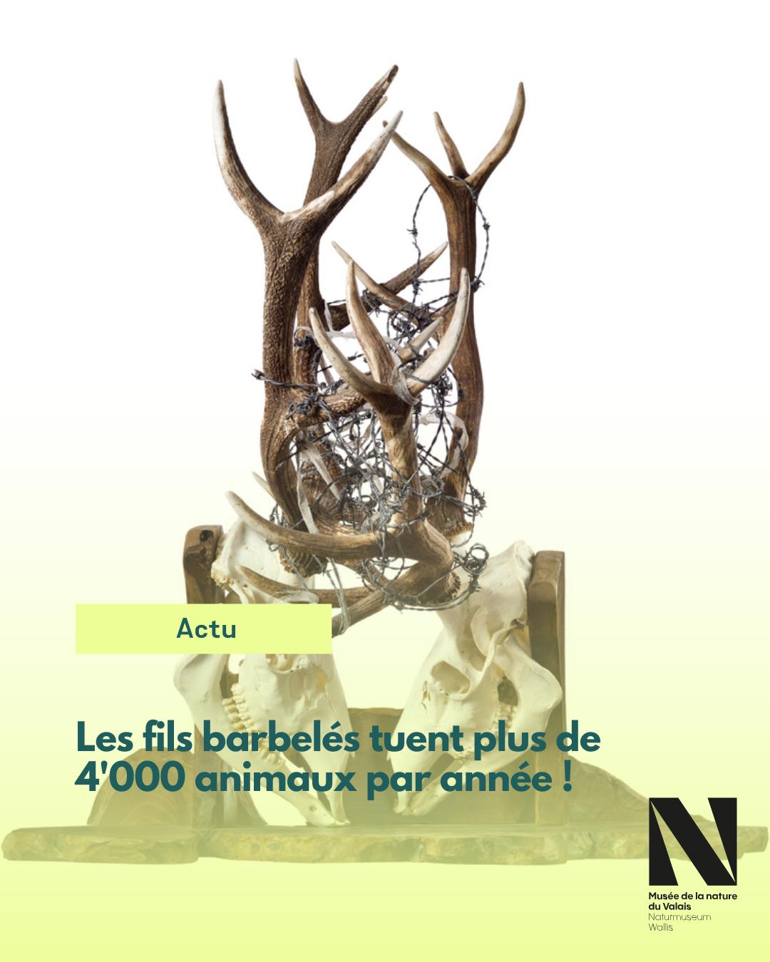 Saviez-vous que le canton de Saint-Gall devient le premier canton à interdire l'usage de fils de fer barbelés ? On estime à 4'000 le nombre d'animaux qui meurent de ce type de barrière en Suisse par année. 🔍 Au Musée de la nature du Valais, vous pouvez apercevoir, depuis 2016, une série de trophées de cerfs qui témoignent de cette situation... Ces objets se distinguent des trophées de cerfs habituellement présents dans les collections de musées des sciences naturelles car ils ne peuvent pas simplement témoigner d'une espèce naturelle spécifique, le cerf, mais qu'ils ont des hybrides, combinant à la fois, espèces naturelles et artefacts humains. 👀👉 Le livret "Trophées de cerfs de l'Anthropocène" édité par le musée vous en apprend plus ! #museescantonauxduvalais #museedelanatureduvalais #museesvalais 📸 © Musées cantonaux du Valais, Sion. Photo Michel Martinez